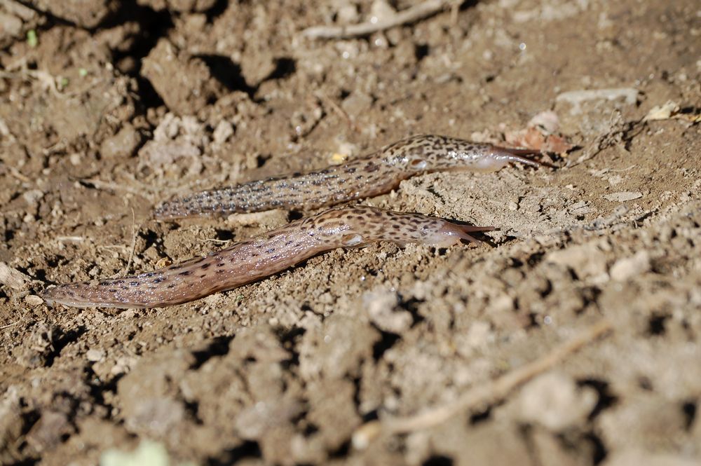 Limax maximus da Camorino (Ticino/Svizzera)