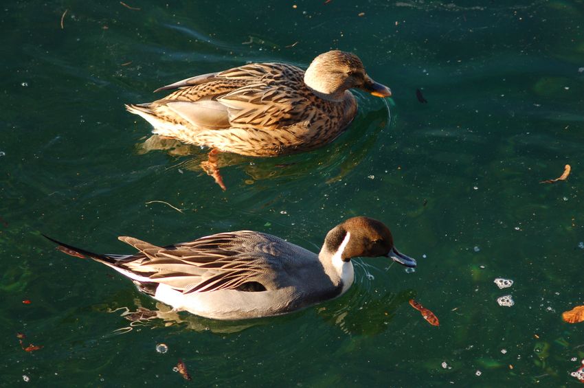 Il codone di Luino