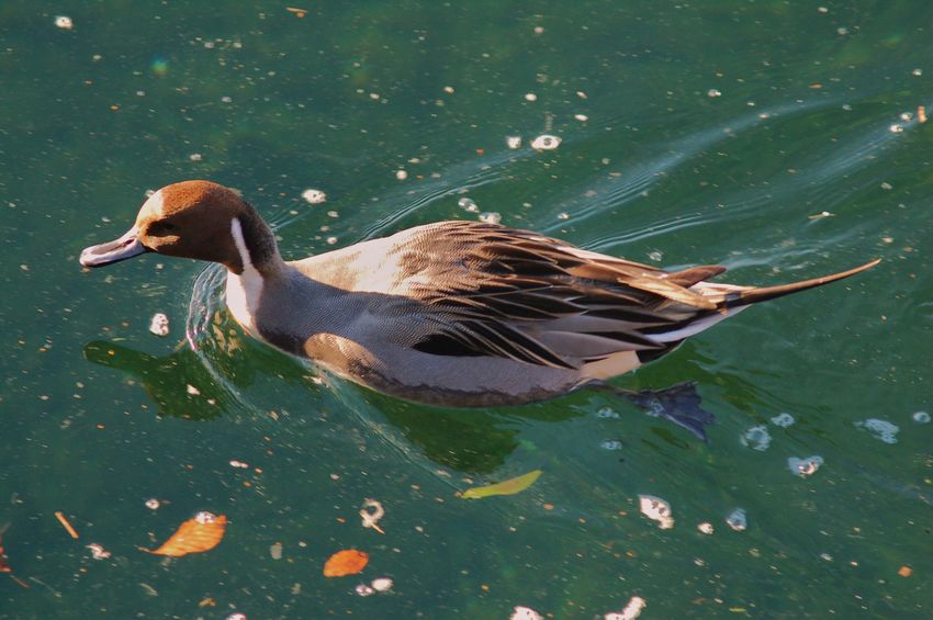 Il codone di Luino