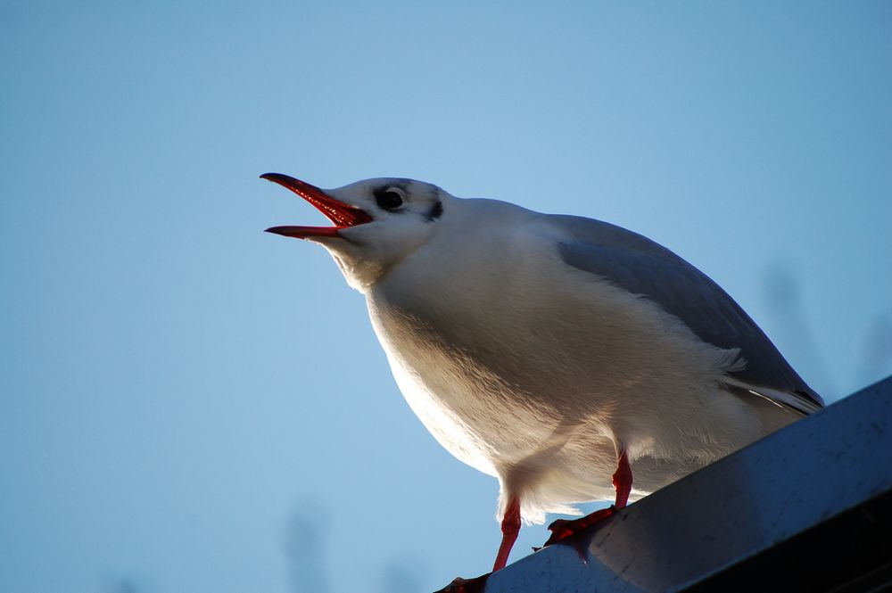 Buon anno da okkione
