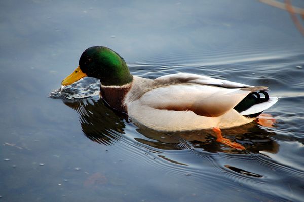 Passeggiata al lago.