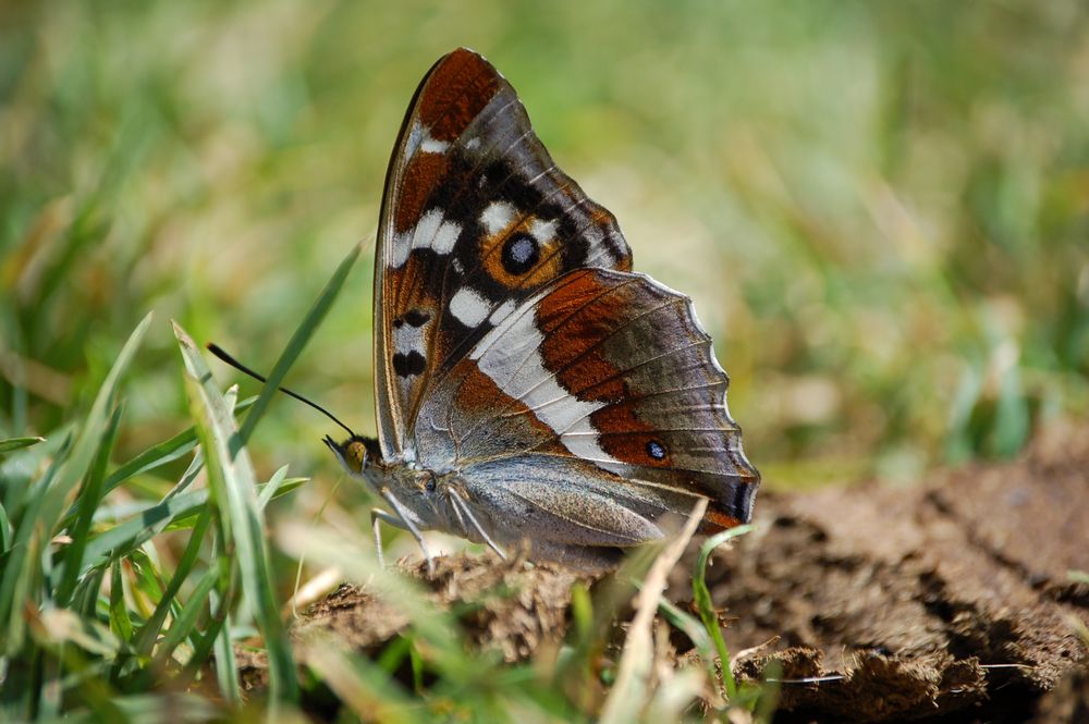 Farfalla da determinare : Apatura iris