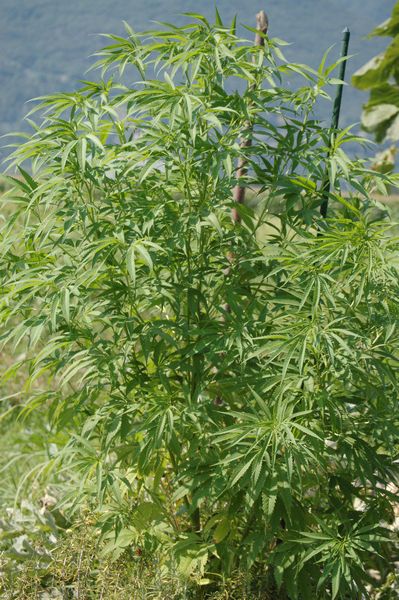 Mangiatoie-insettivori