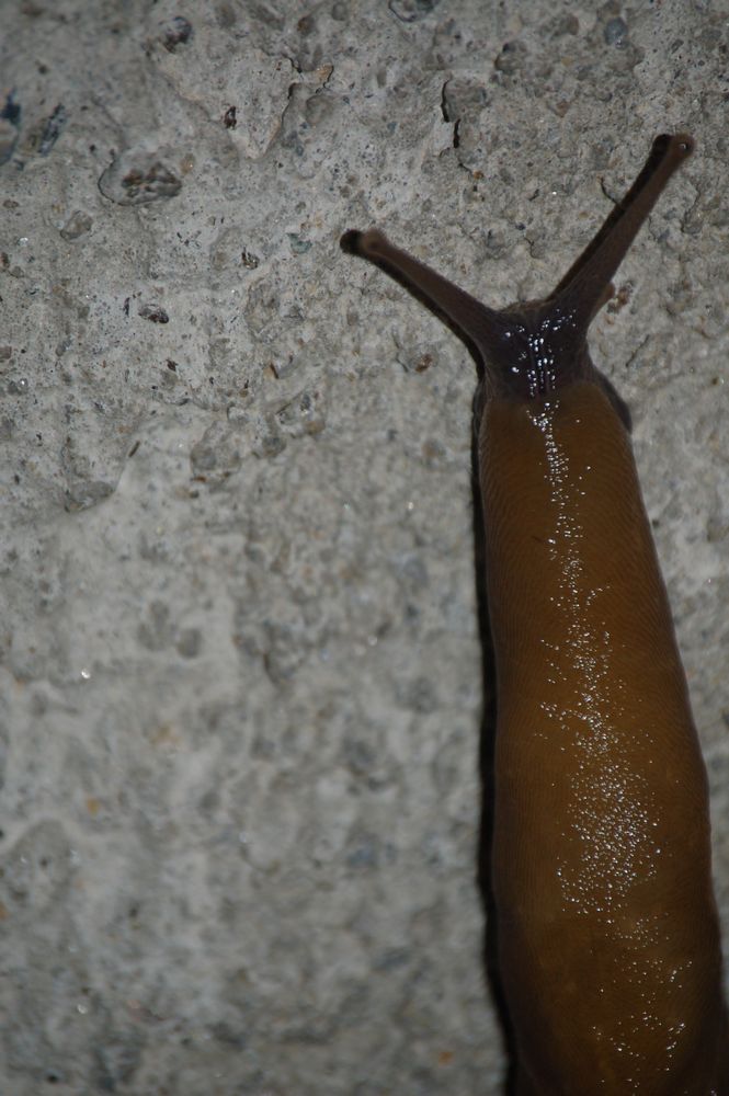 Un pensiero per Clemens (CMB): Limax alpinus