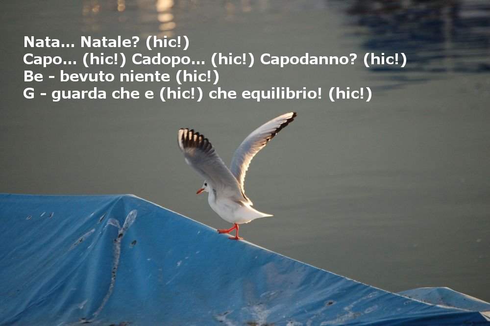 Avifauna humor