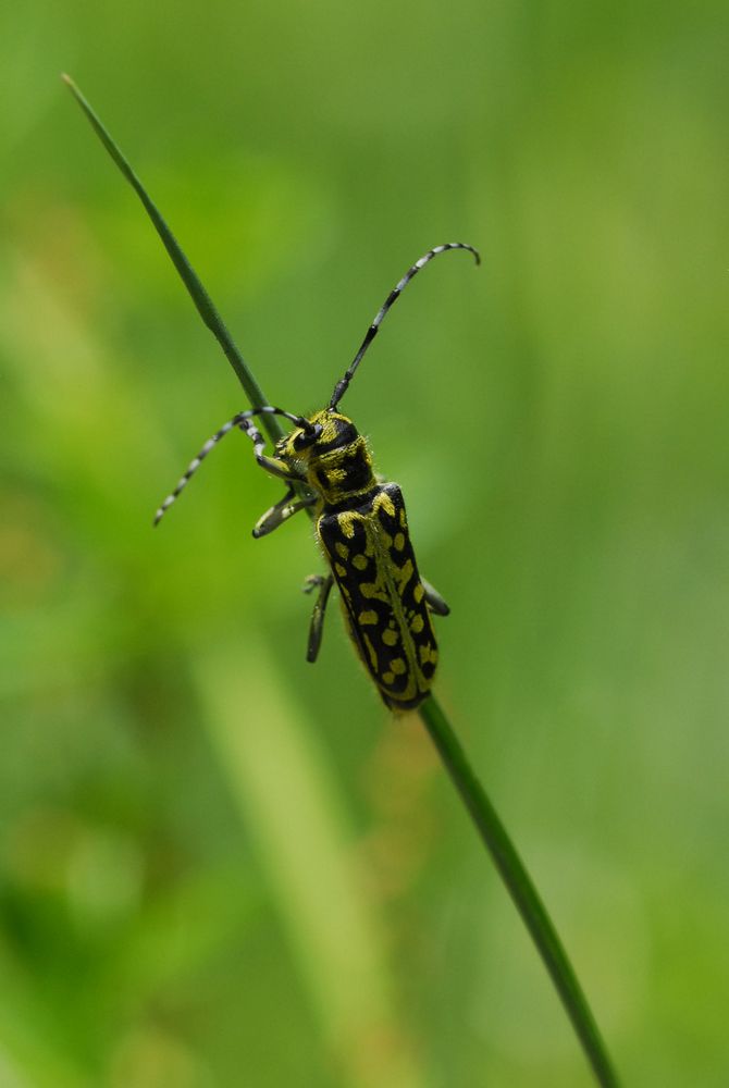 Saperda scalaris  e Pyrochroa coccinea