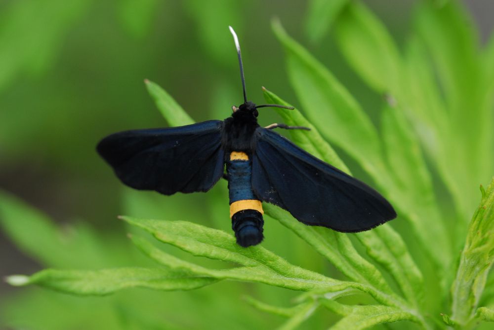 Amata phegea ssp. iphimedia