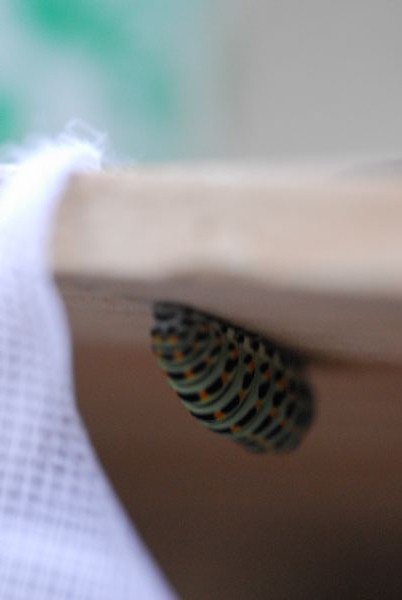 Allevamento di macaone da uovo:  possibile?