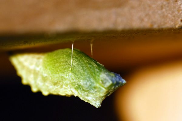 Allevamento di macaone da uovo:  possibile?