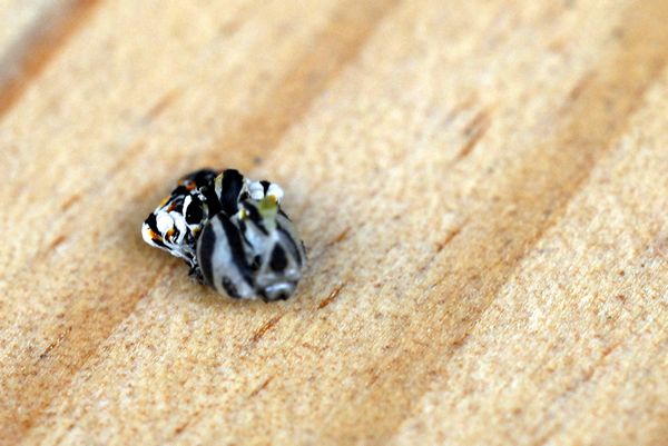 Allevamento di macaone da uovo:  possibile?