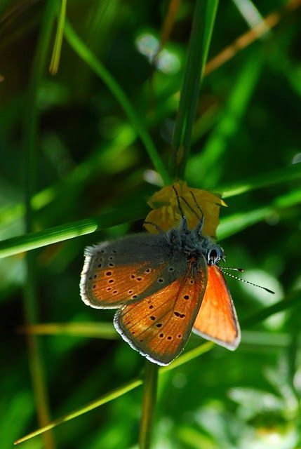 Lycaena hippothoe ssp. eurydame