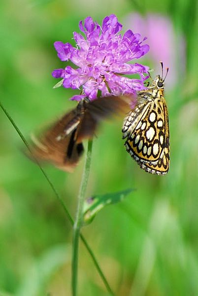 Maschio e femmina? (Heteropterus morphaeus)