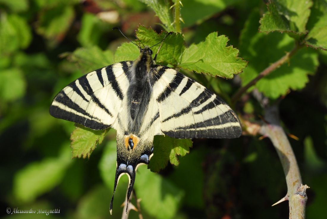 Il secondo papilionide dell''anno