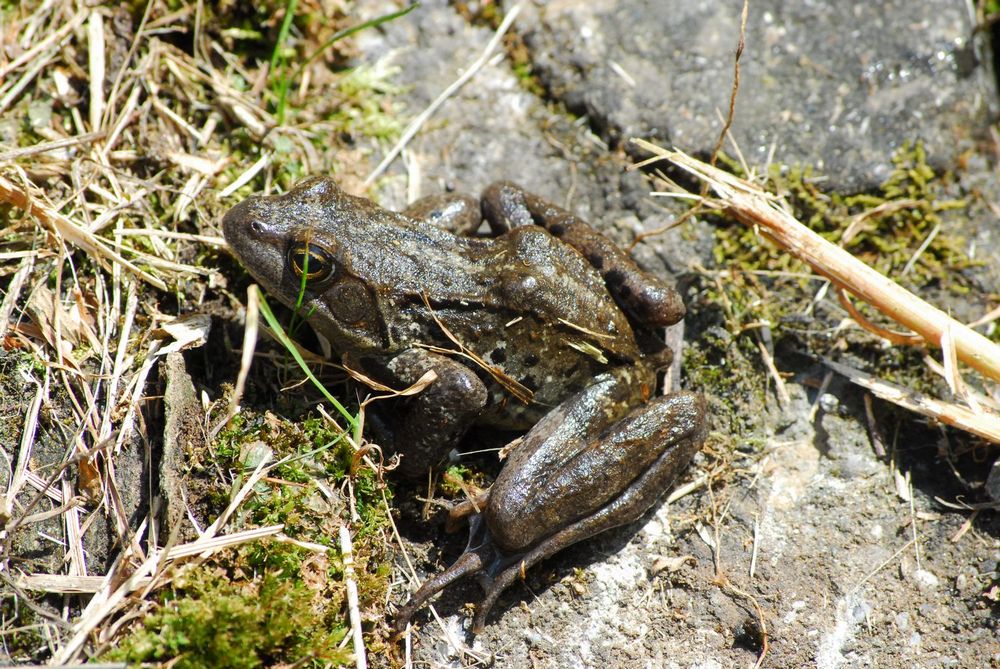 due ranocchie di montagna - Rana temporaria