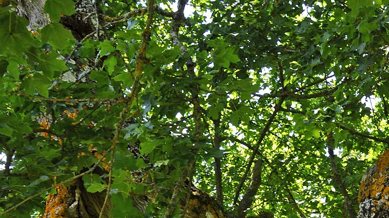 Identificazione Albero - Acer cfr. pseudoplatanus