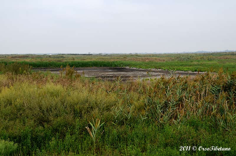 Ennesima oasi distrutta nel Ferrarese