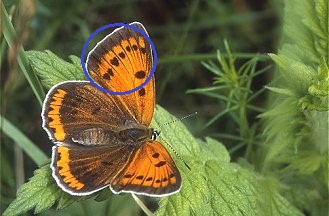petit soleil  (Lycaena dispar ?)