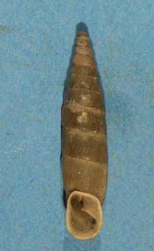 Choclodina kuesteri