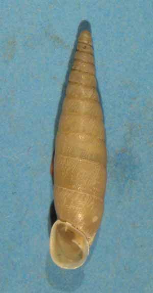 Choclodina kuesteri