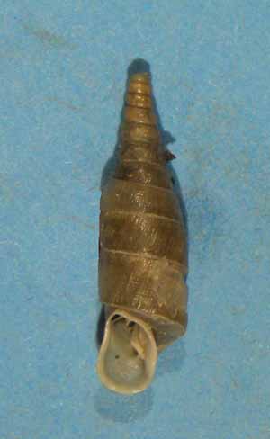 Choclodina kuesteri