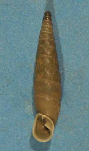 Choclodina kuesteri