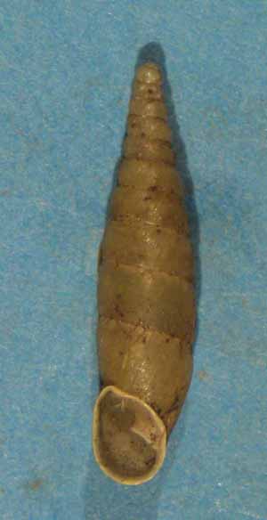 Choclodina kuesteri