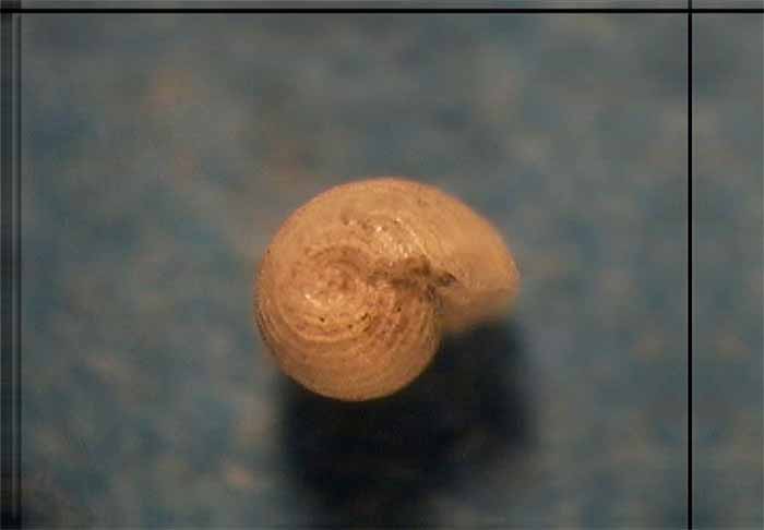 Micro indet. 1 Oxygyrus ?