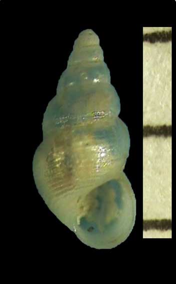 Rissoidae - Rissoa similis