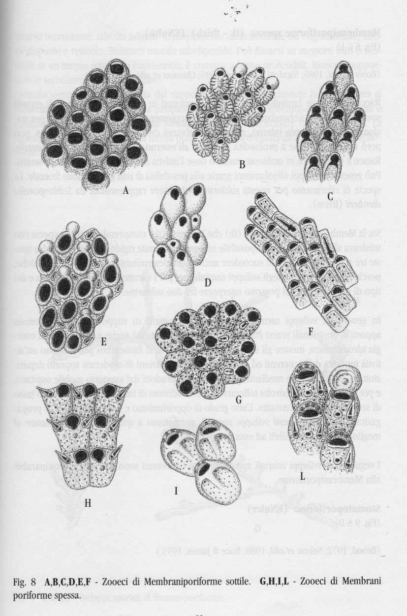 briozoi o cristallo di neve?