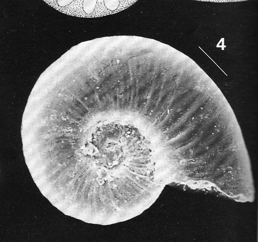 Ammoniceras?  -  Omalogyra simplex (O.G. Costa, 1861)