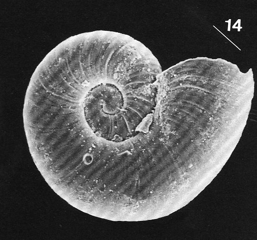 Ammoniceras?  -  Omalogyra simplex (O.G. Costa, 1861)