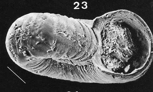 Ammoniceras?  -  Omalogyra simplex (O.G. Costa, 1861)