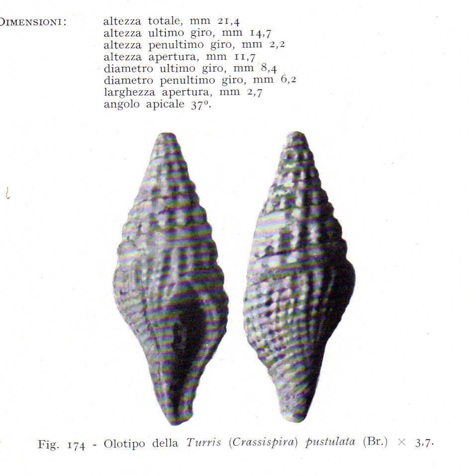 Crassispira da determinare