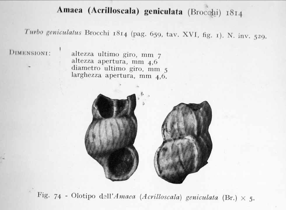 Acrilloscala geniculata