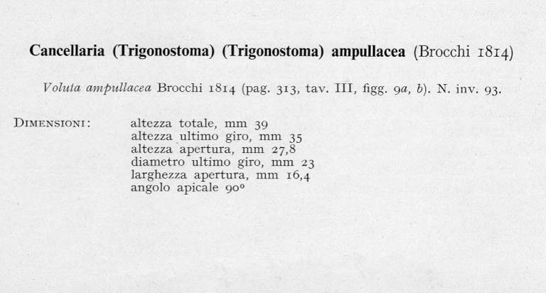 Trigonostoma ampullaceum (Brocchi, 1814)