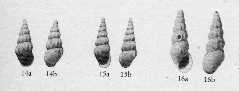 Microfossile