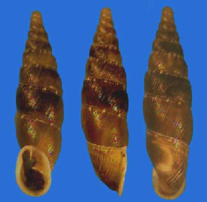 Charpentieria  itala punctata (IM)