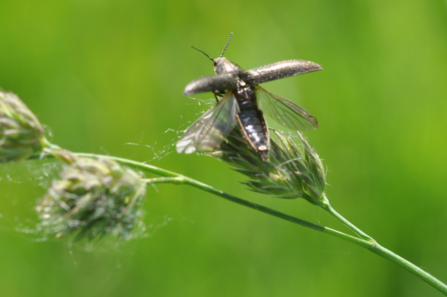 Elateridae da ID