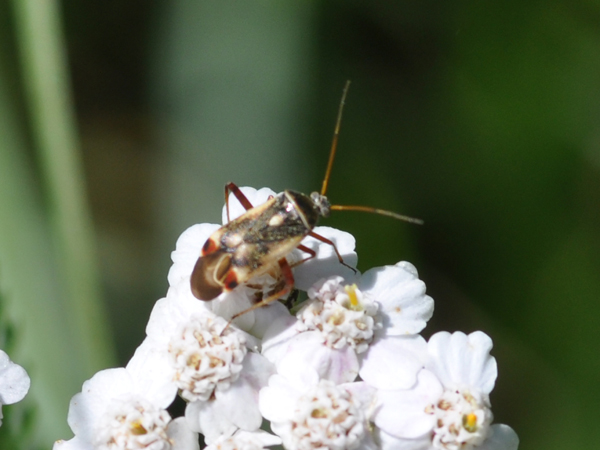 Sono Lygaenidae? No, Miridae