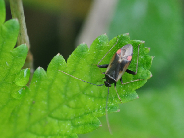 Sono Lygaenidae? No, Miridae