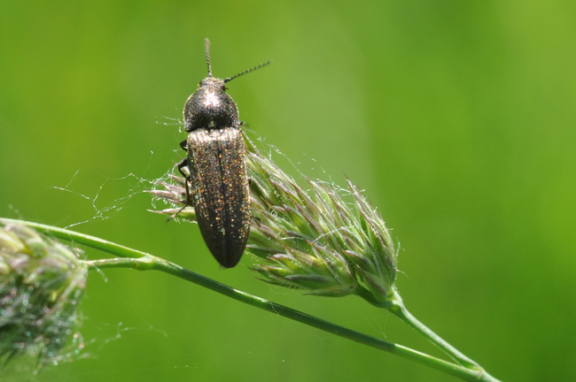 Elateridae da ID