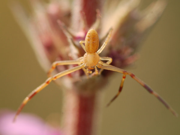 Ebrechtella tricuspidata - Runcinia grammica