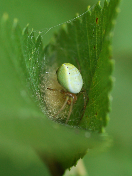 Araniella sp.