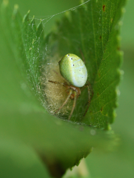 Araniella sp.