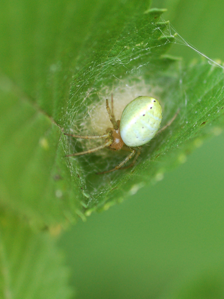Araniella sp.