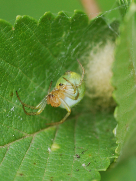 Araniella sp.