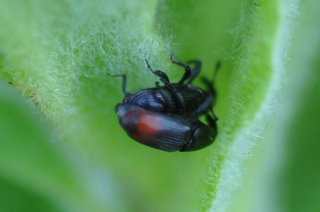 Curculionidae in accoppiamento: Baris analis