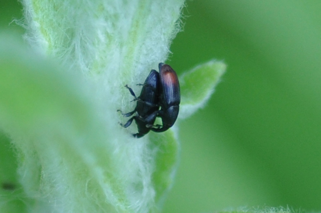 Curculionidae in accoppiamento: Baris analis