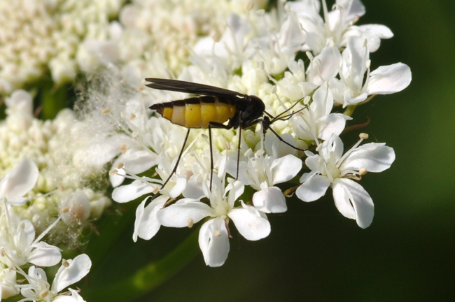 Sciaridae: Sciara analis
