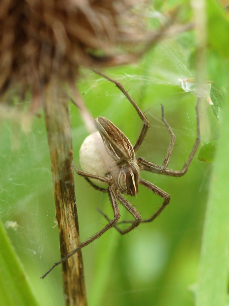 Pisaura sp. - Hogna radiata